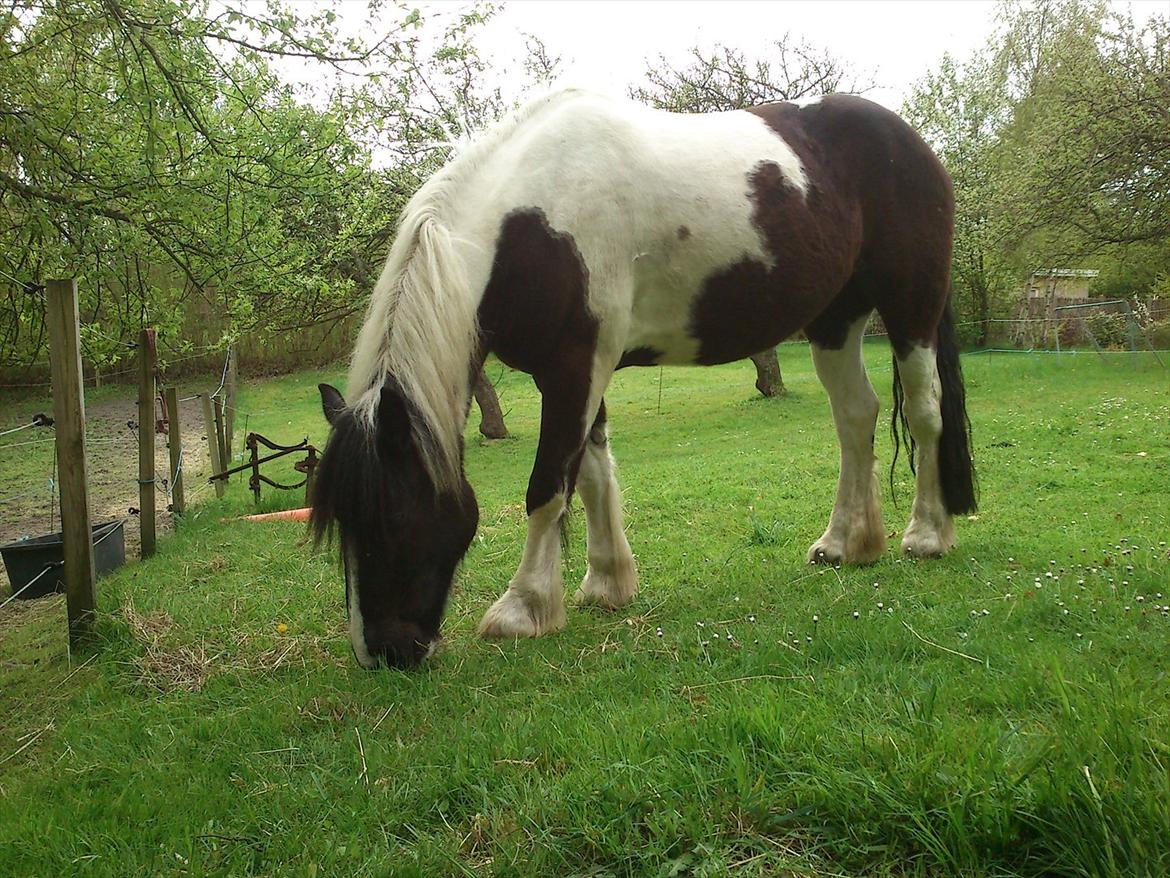 Irish Cob Crossbreed Nova - tidligere hest - R:I:P billede 7