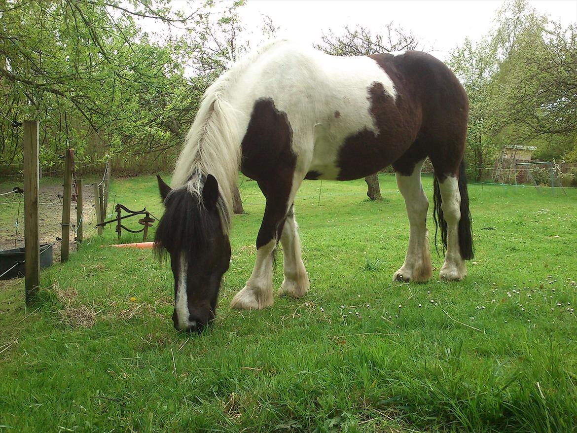 Irish Cob Crossbreed Nova - tidligere hest - R:I:P billede 8