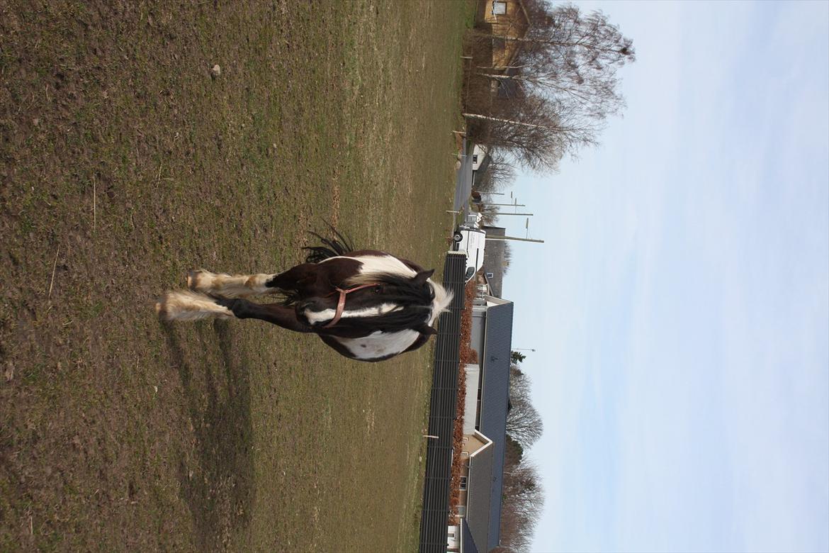 Irish Cob Crossbreed Nova - tidligere hest - R:I:P - 14 dage efter ankomst billede 9