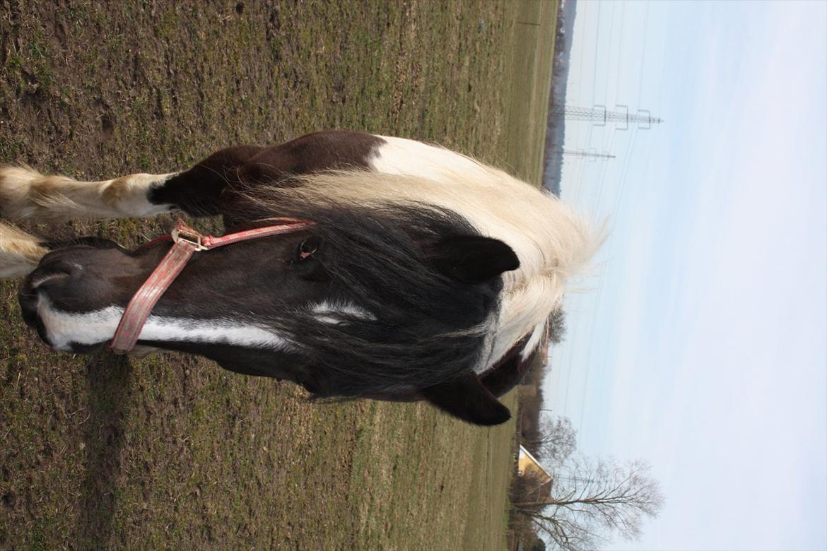 Irish Cob Crossbreed Nova - tidligere hest - R:I:P - 14 dage efter ankomst billede 10