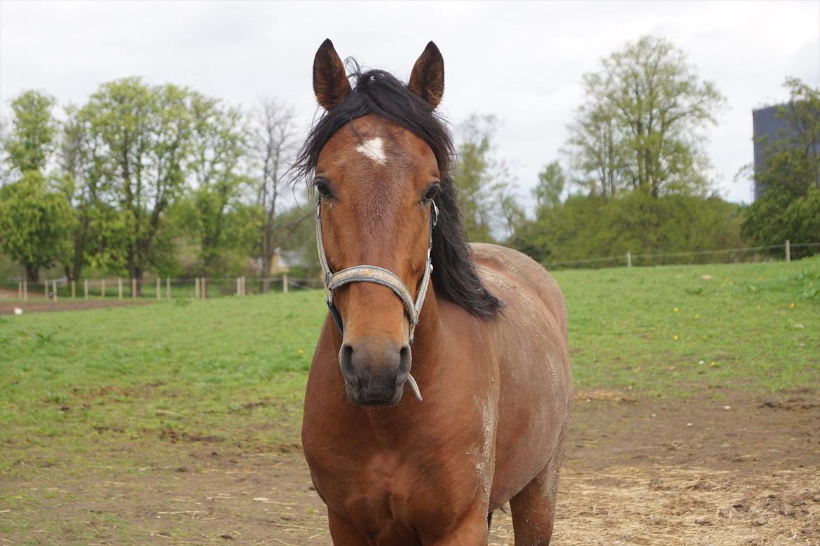 Knabstrupper Konrad af Dutterup solgt billede 12