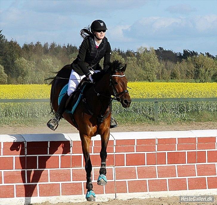 Tysk Sportspony Sultan - Foto: Anni Gram:-) billede 9