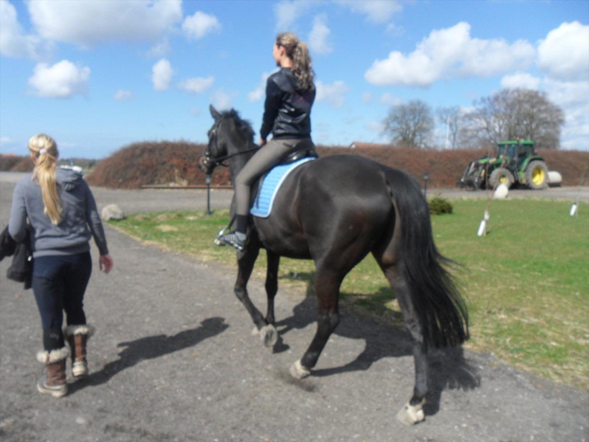 Dansk Varmblod Pegasus - På vej på første skridt tur billede 13