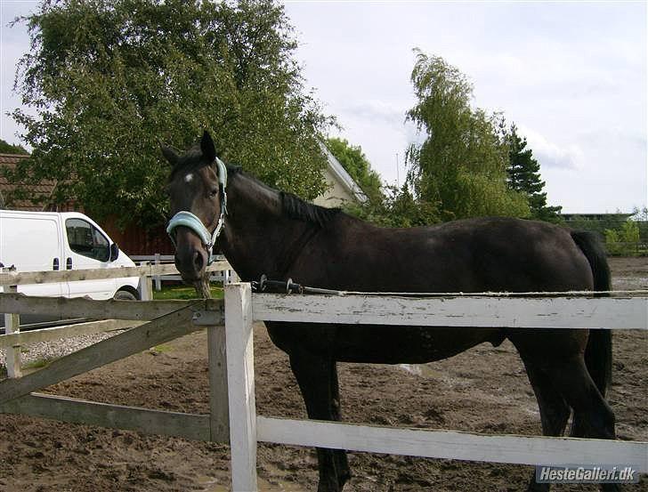 Dansk Varmblod Pegasus - Lånt af Camilla (Tidl. ejer) Synes han er så fiiiin på det :o) billede 14