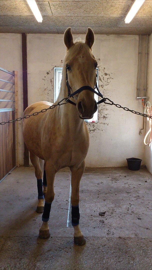 Palomino Golden Fashion billede 14