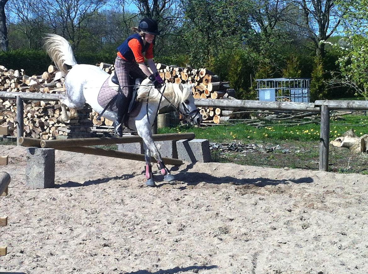 Welsh Mountain (sec A) Gribsvad Niros (Familiens pony) - Sidsel der springer på Niros billede 6