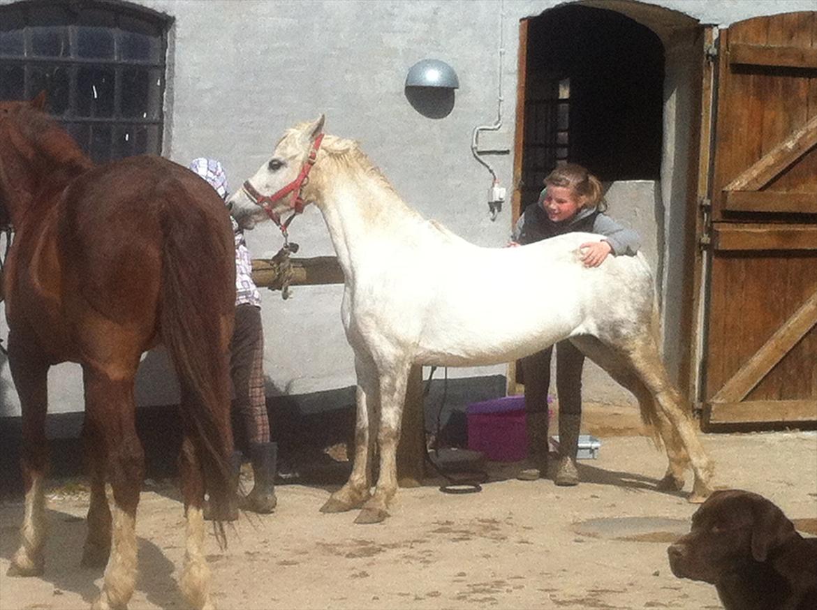 Welsh Mountain (sec A) Gribsvad Niros (Familiens pony) - Niros'es ynglings sted afblive kløet billede 7