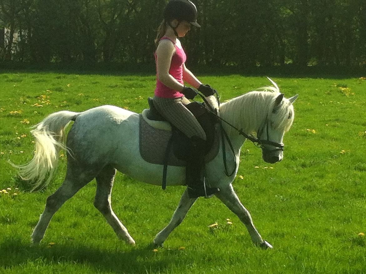 Welsh Mountain (sec A) Gribsvad Niros (Familiens pony) - Dressur ude på marken:) billede 10