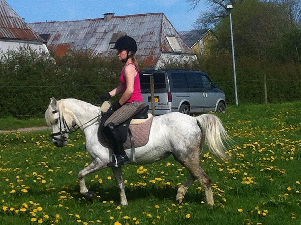 Welsh Mountain (sec A) Gribsvad Niros (Familiens pony) - Ude på marken<33 billede 11