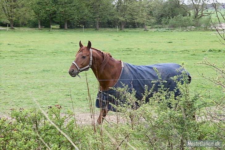 Trakehner Ferrari<3 Frejse, min ballademager!:* - Den dejlige på fold:)
Du er virkelig, den bedste hingst !
Du er ALLE pigers drøm!<3:D
Foto: ©LDH, tak putte! billede 14