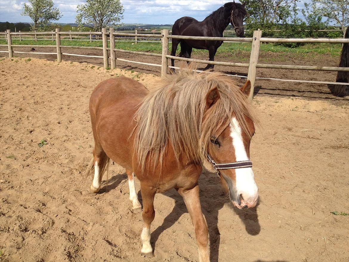 Welsh Mountain (sec A) Solbakken´s Eddie billede 16