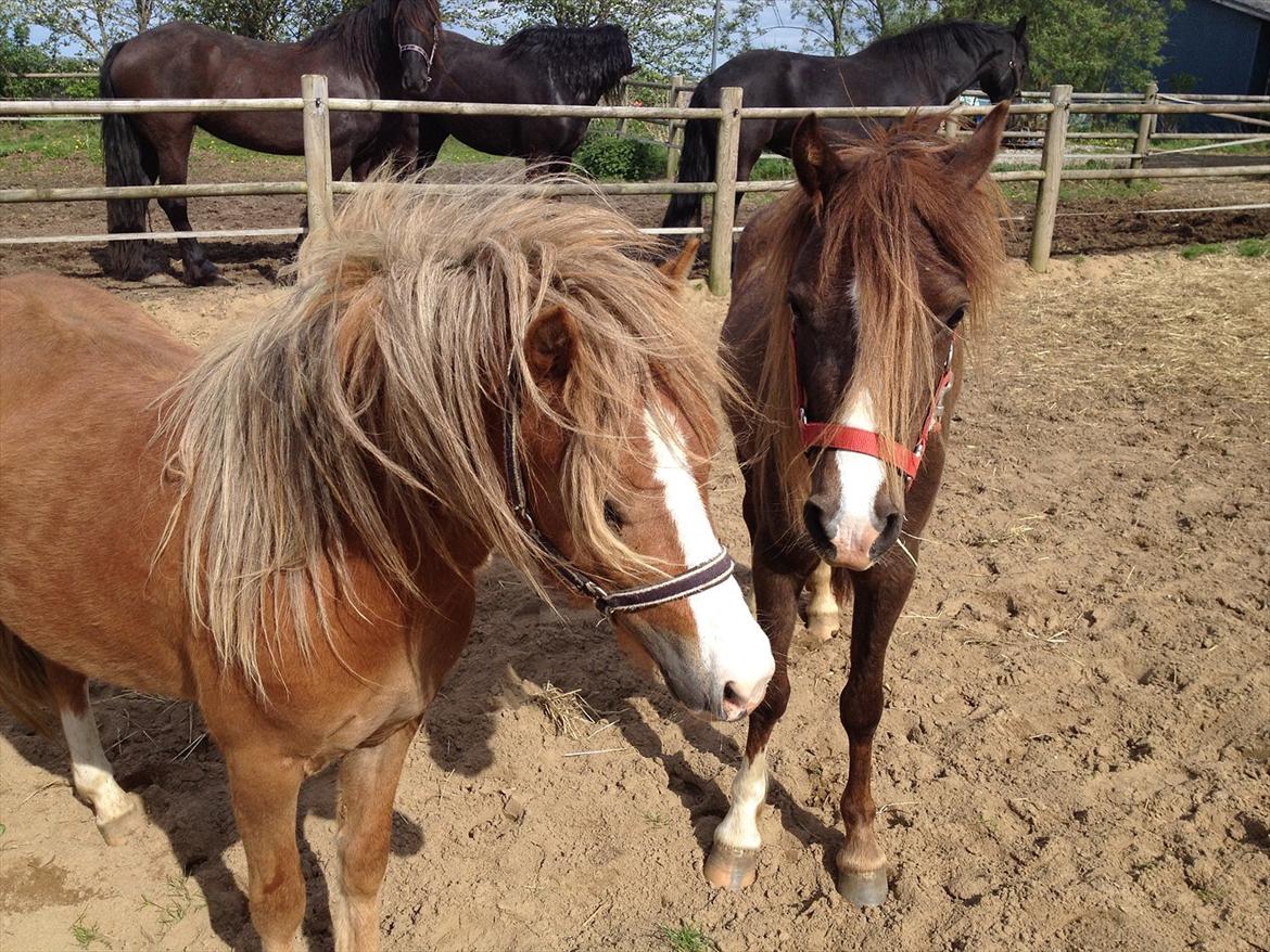 Welsh Mountain (sec A) Solbakken´s Eddie billede 17