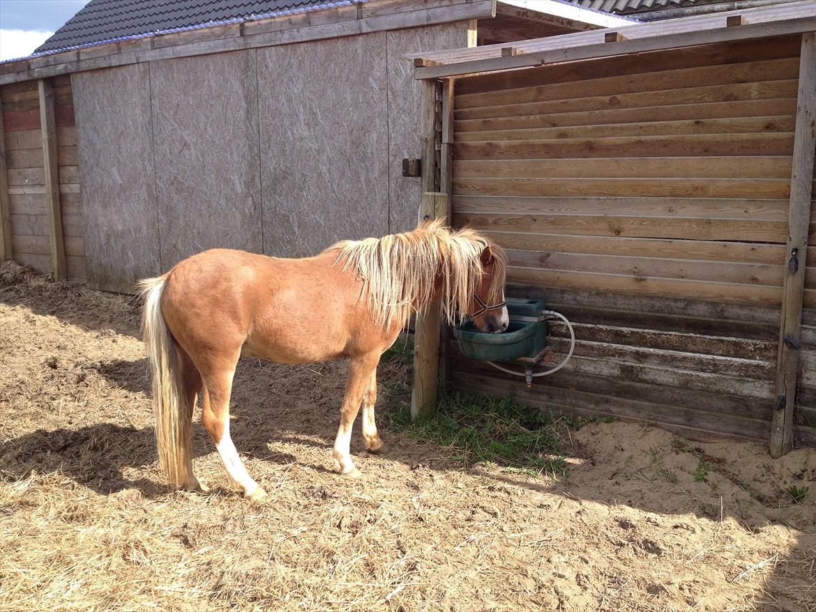 Welsh Mountain (sec A) Solbakken´s Eddie billede 18