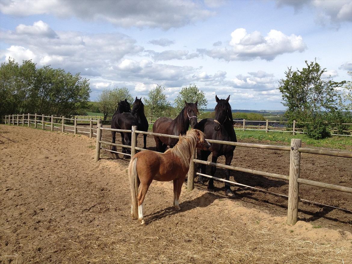 Welsh Mountain (sec A) Solbakken´s Eddie billede 19