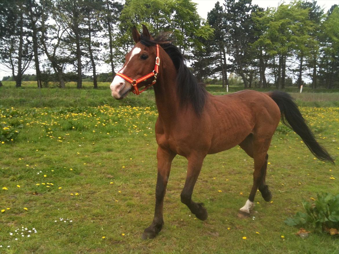 Arabisk fuldblod (OX) Masai<3 solgt billede 1