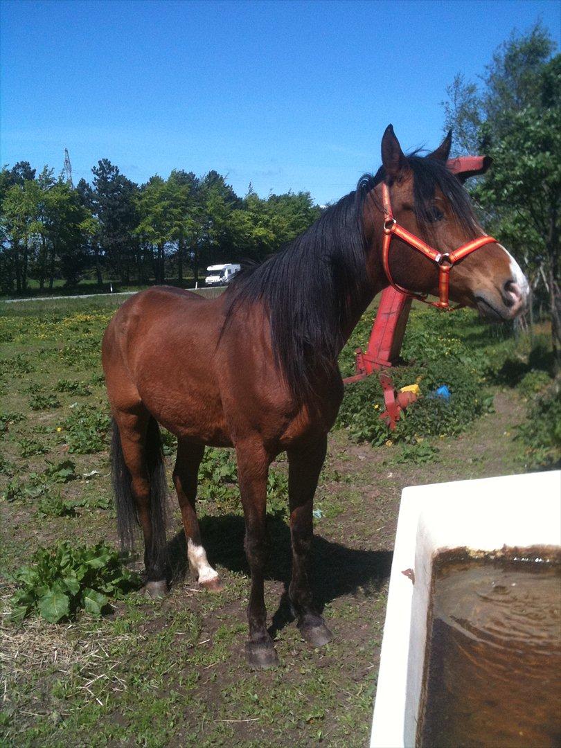 Arabisk fuldblod (OX) Masai<3 solgt billede 2