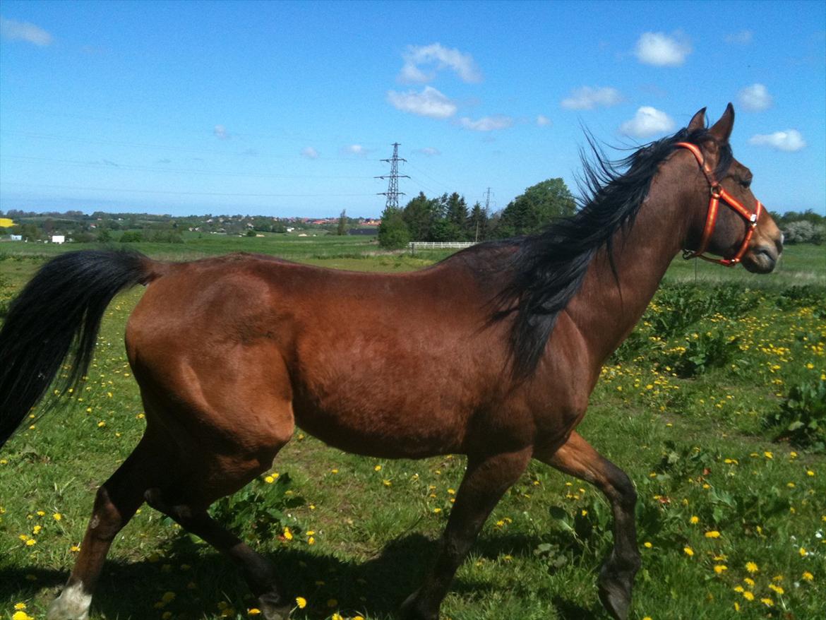 Arabisk fuldblod (OX) Masai<3 solgt billede 3