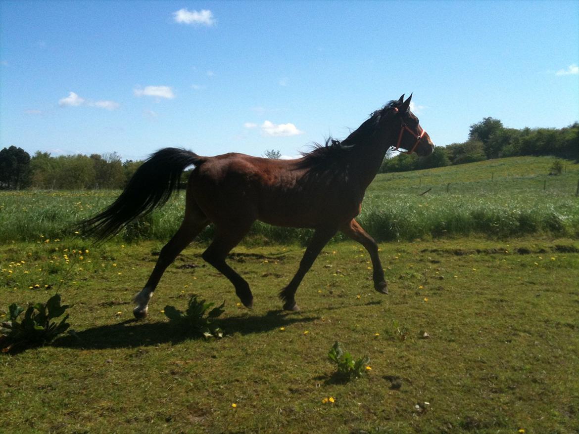 Arabisk fuldblod (OX) Masai<3 solgt billede 4