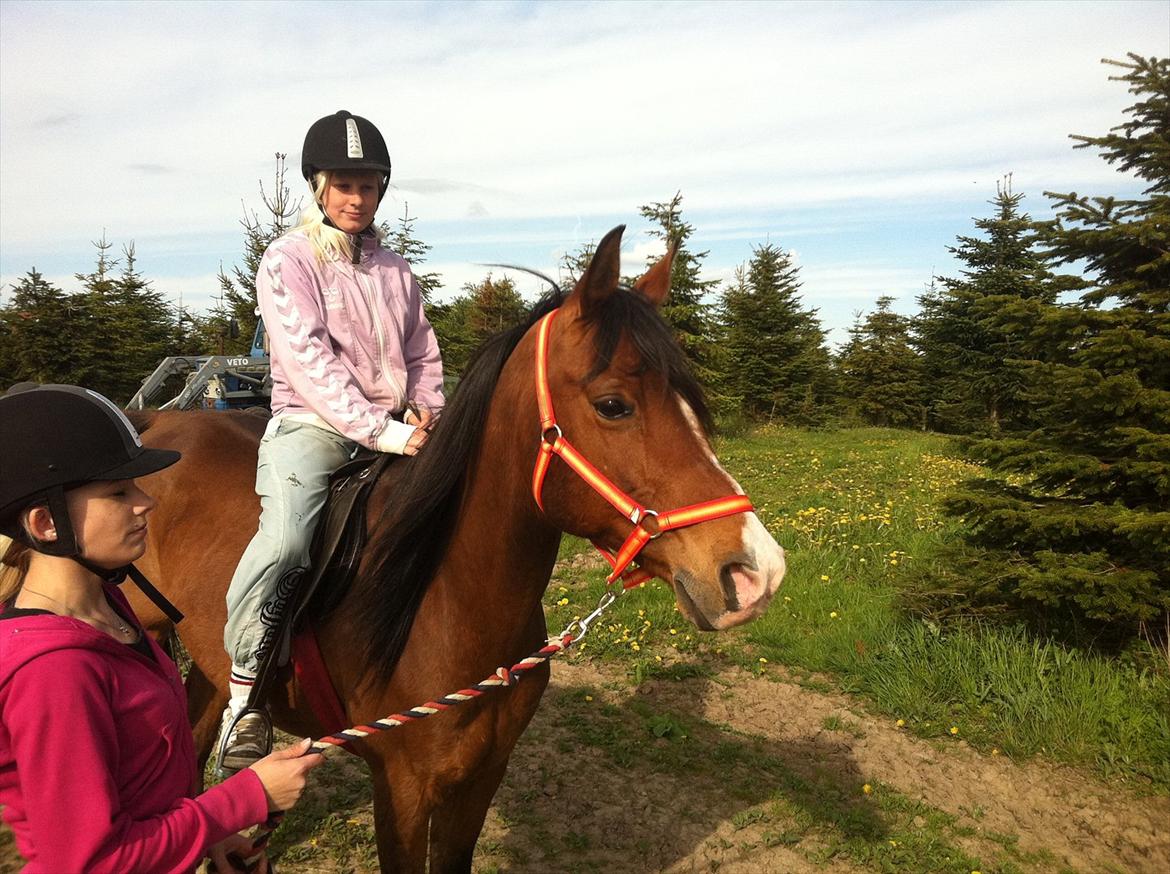 Arabisk fuldblod (OX) Masai<3 solgt billede 5