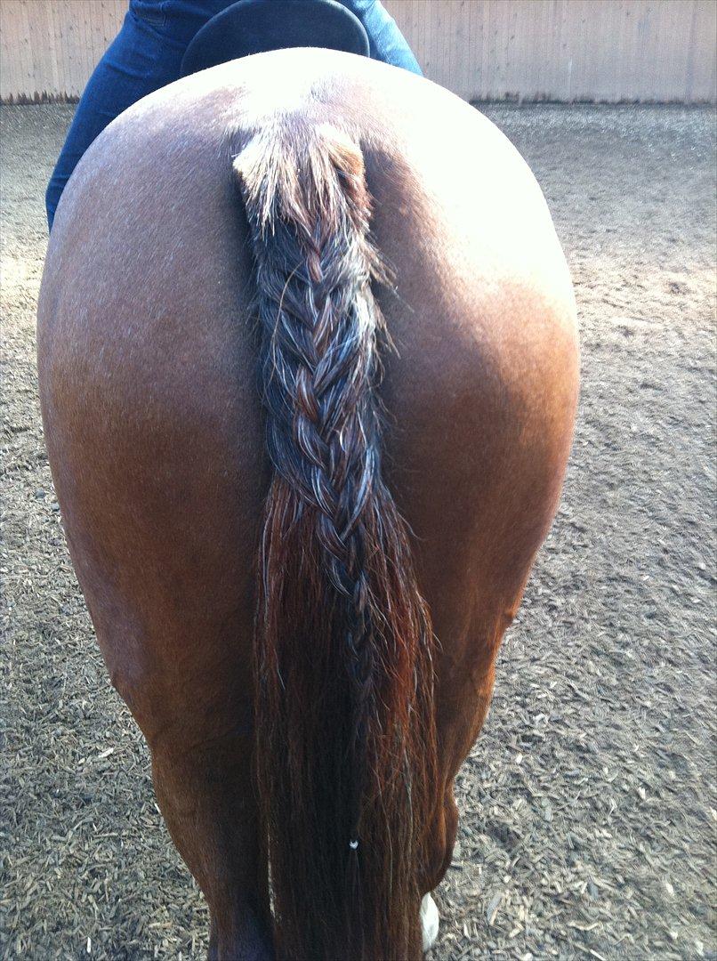 Hollandsk Sportspony nina PIGE<3<3 billede 10