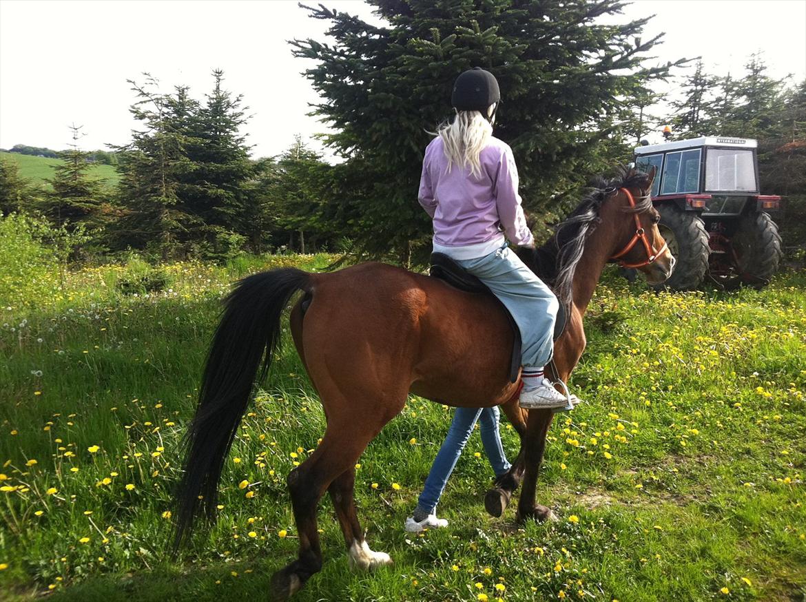 Arabisk fuldblod (OX) Masai<3 solgt billede 6