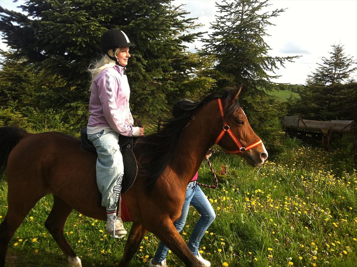 Arabisk fuldblod (OX) Masai<3 solgt billede 7