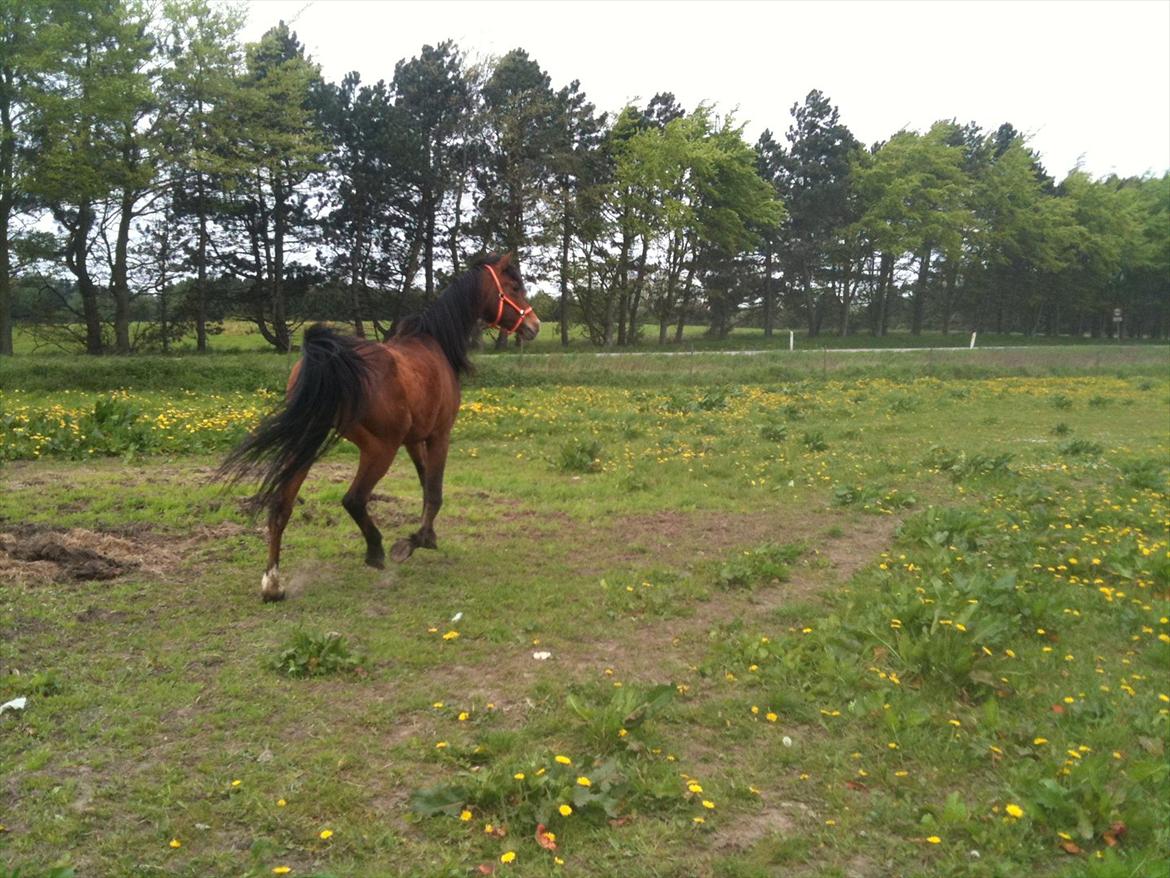 Arabisk fuldblod (OX) Masai<3 solgt billede 8