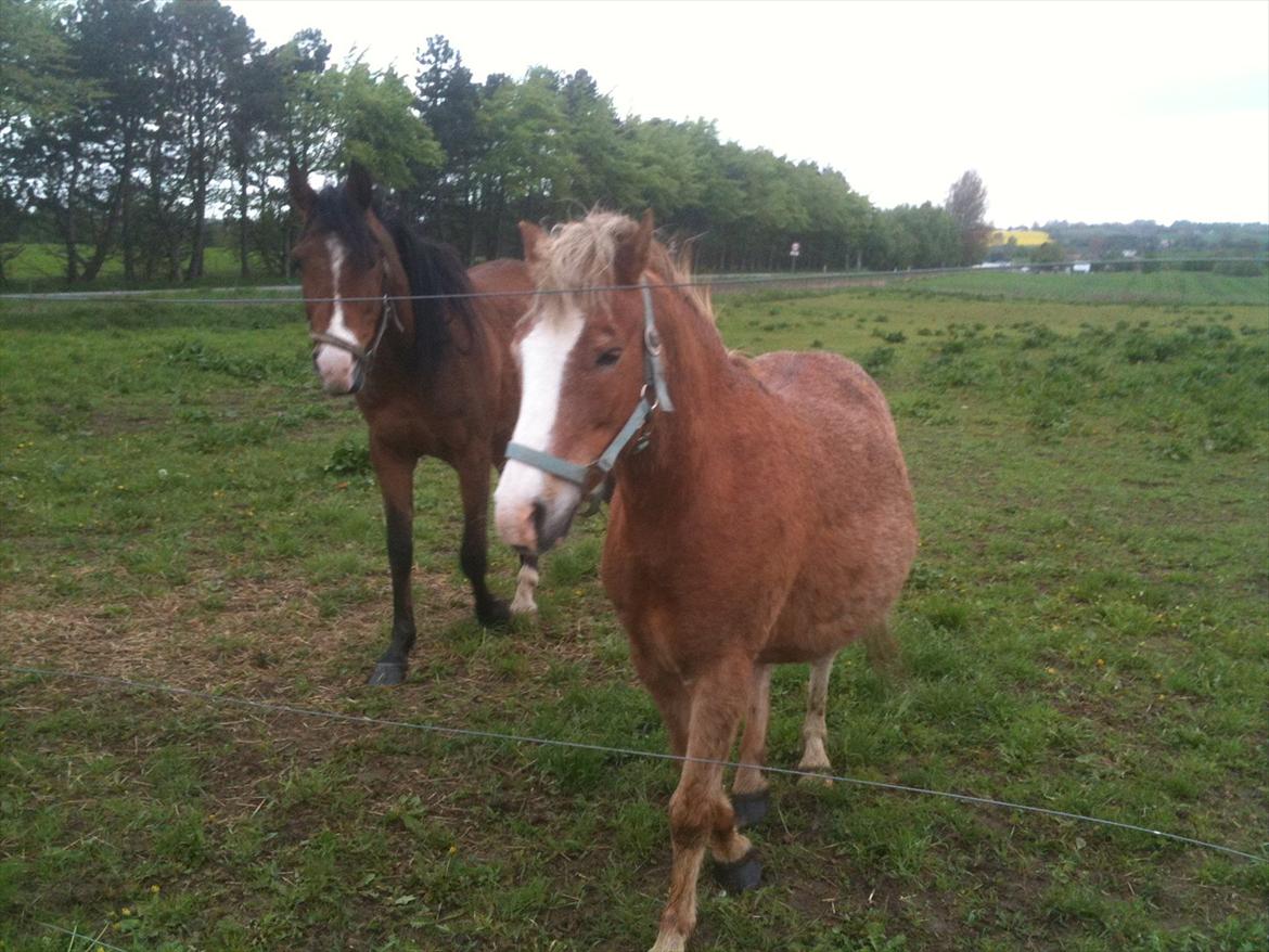 Arabisk fuldblod (OX) Masai<3 solgt billede 9