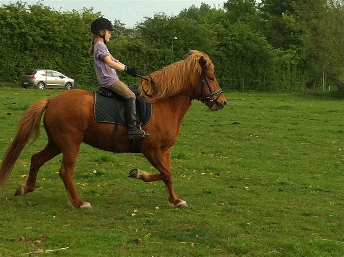 Islænder Fina fra Hjertehøj (Mors hest) - Fina og Sidsel billede 1