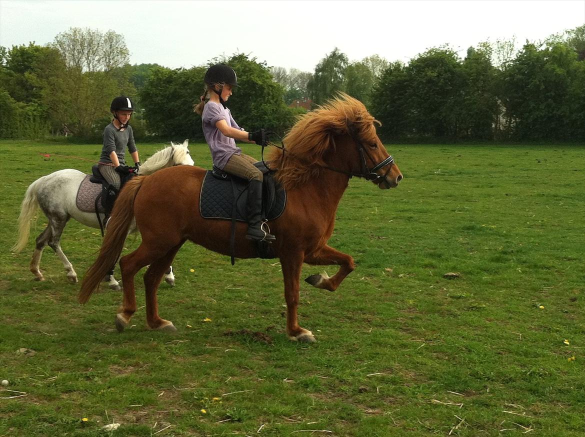 Islænder Fina fra Hjertehøj (Mors hest) - På marken<3 billede 2