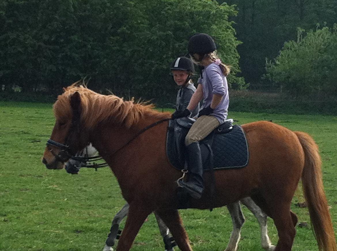 Islænder Fina fra Hjertehøj (Mors hest) - På marken billede 3