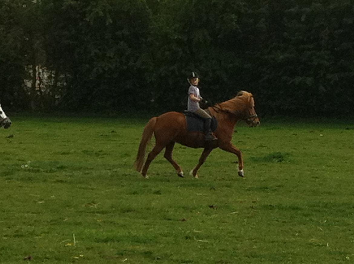 Islænder Fina fra Hjertehøj (Mors hest) - på marken:) billede 4