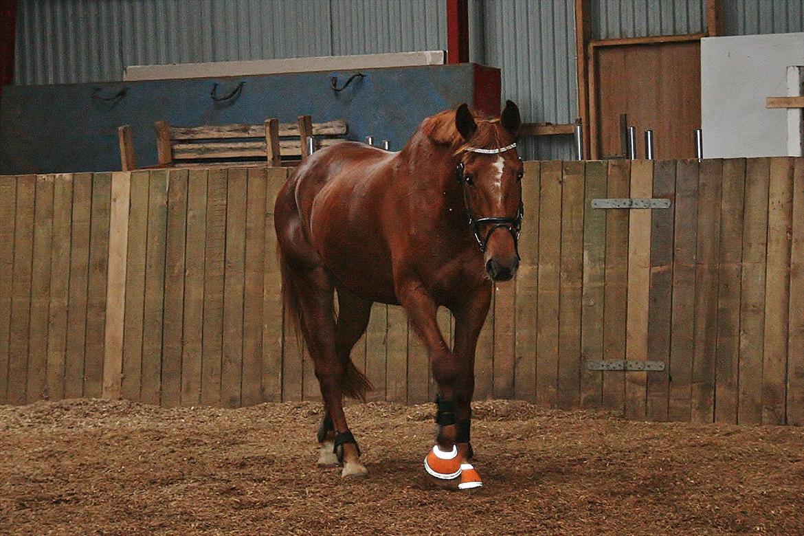 Anden særlig race Irish Girl ~ Grisen - Velkommen til Grynte'Grisens profil! :)
 billede 1