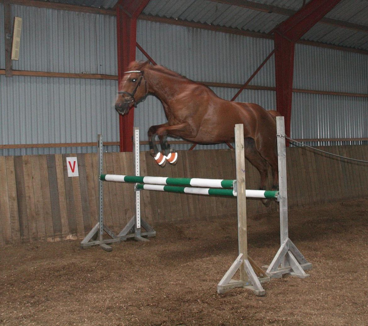 Anden særlig race Irish Girl ~ Grisen billede 19