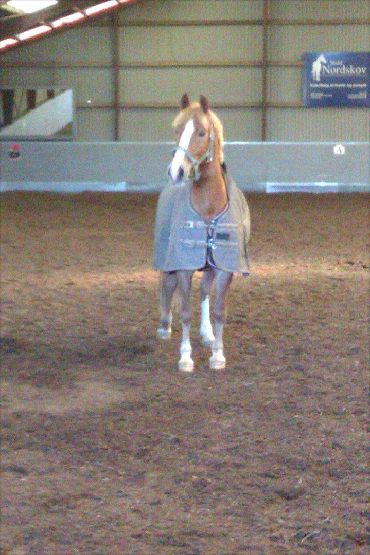 Anden særlig race Casmir - Velkommen til Casmir's profil:-)<3
 billede 1