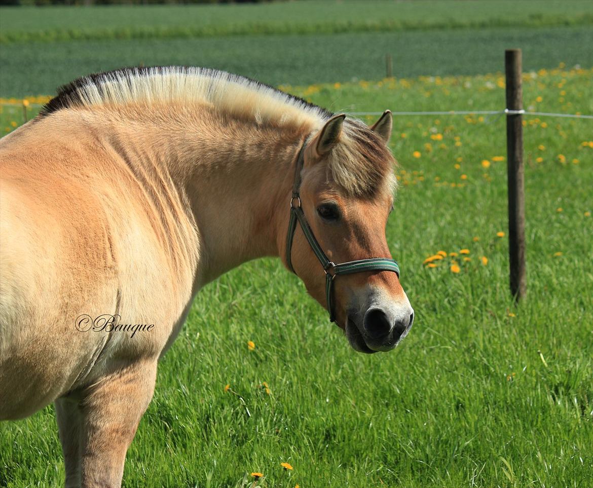 Fjordhest Ingegårds Hejst - Søde lille Gumledreng på folden :D  -  Foto: Mig billede 9