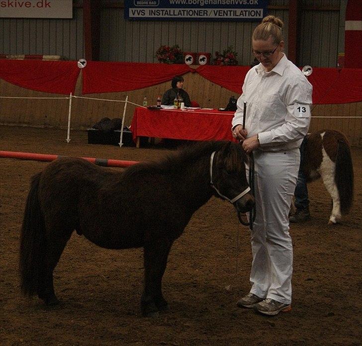 Shetlænder Alfred Bredgaard - Alfred og Kirstine. billede 4