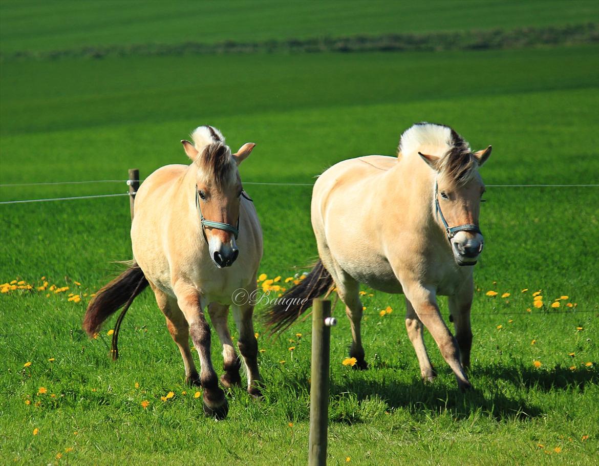 Fjordhest Ingegårds Hejst - Hejst og Annabell på folden :) <3  -  Foto: Mig billede 16