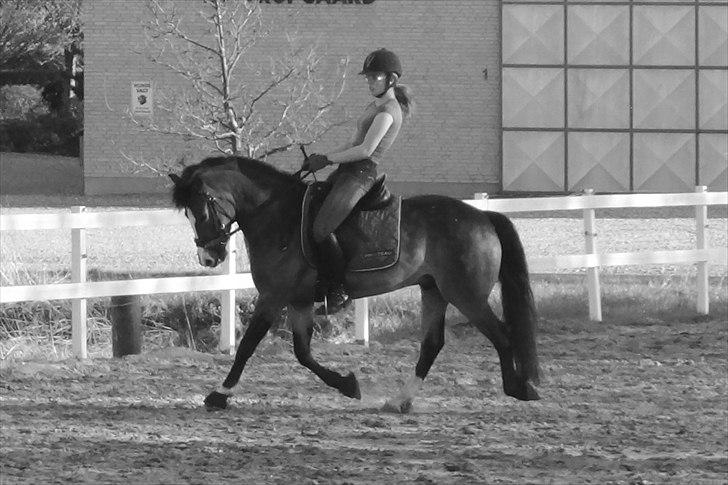 Anden særlig race Kaspar billede 16