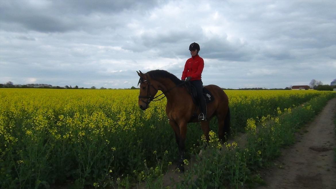 Dansk Varmblod Saksgaards Light Foot #Klubmester# billede 7