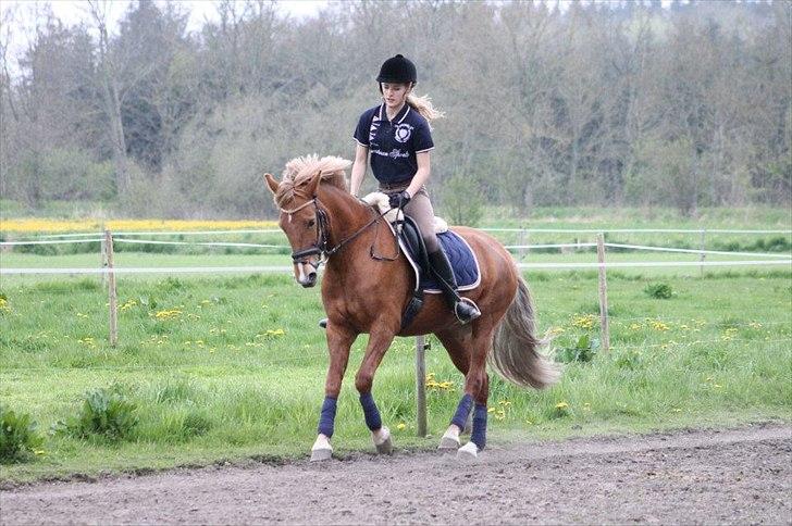 New Forest Nørregårds Miss Moonlight - Dressurtræning - galop ;)
Foto: Camilla Bøhne billede 6