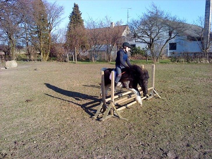 Anden særlig race Hjortagers Trisse - Spring!:D billede 3