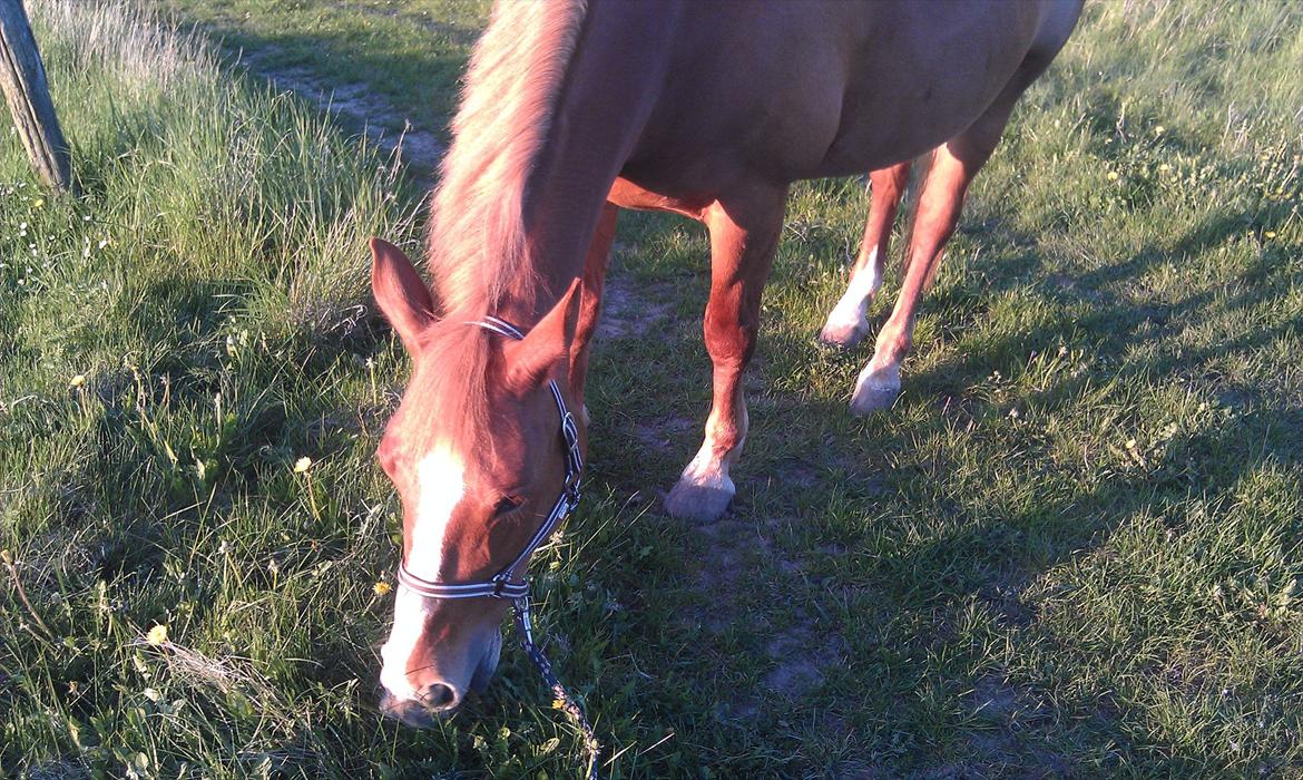 Frederiksborg Kandis  - Kandis ude og få lidt græs maj 2012 billede 1
