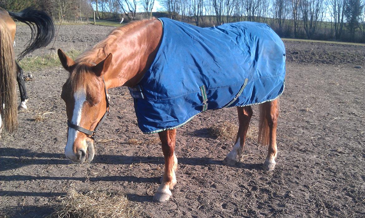 Frederiksborg Kandis  - Kandis på fold marts 2012 billede 2