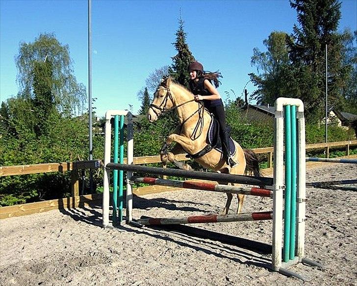 Anden særlig race Sioux billede 3