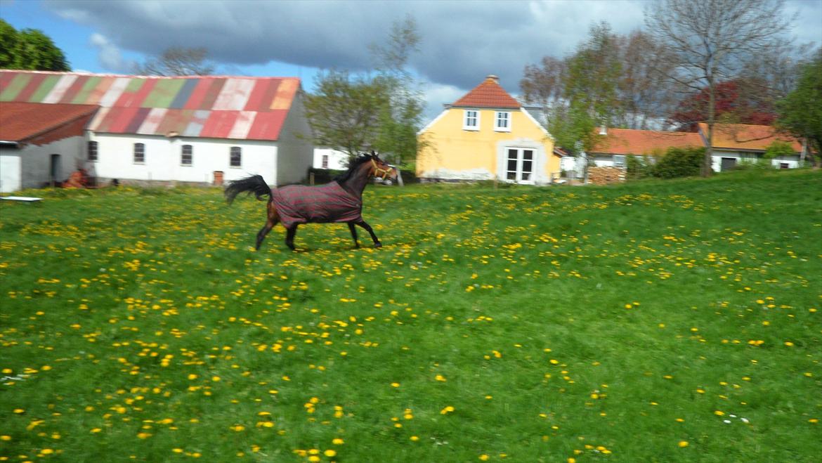 Anden særlig race Wigwam [Min stjerne] billede 14