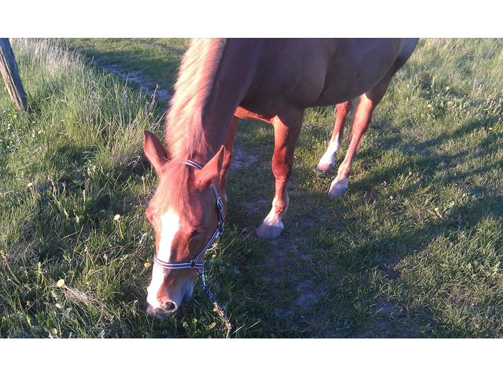 {{currentPhoto.altText}} billede {{currentPhoto.number}}