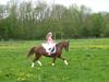Welsh Pony af Cob-type (sec C) Rifka [Himmelhest]
