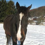 Anden særlig race Macallan