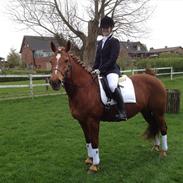 Anden særlig race Monique